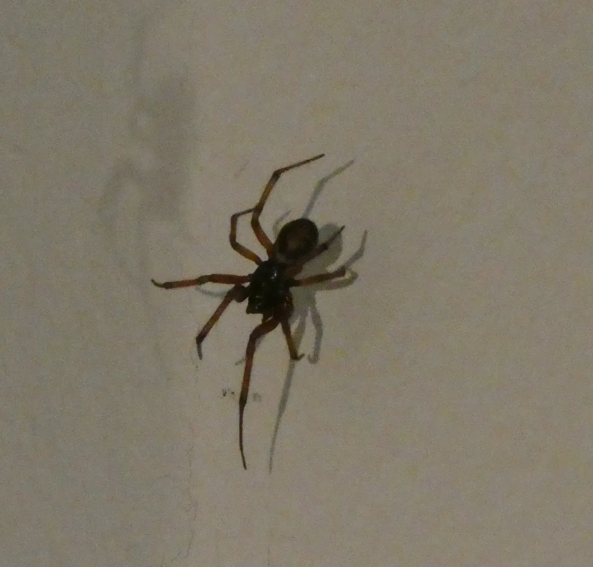 Noble false widow on a plain pale wall indoors, a spider with a dark, rounded abdomen, a dark front body and reddish-brown legs, casting a sharp shadow