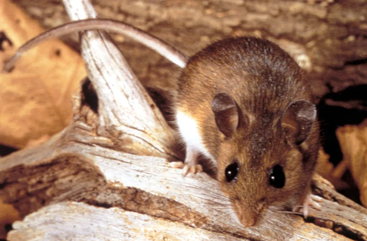Brown deer mouse with large dark eyes, big rounded ears and a white chest and feet, perched on a weathered log