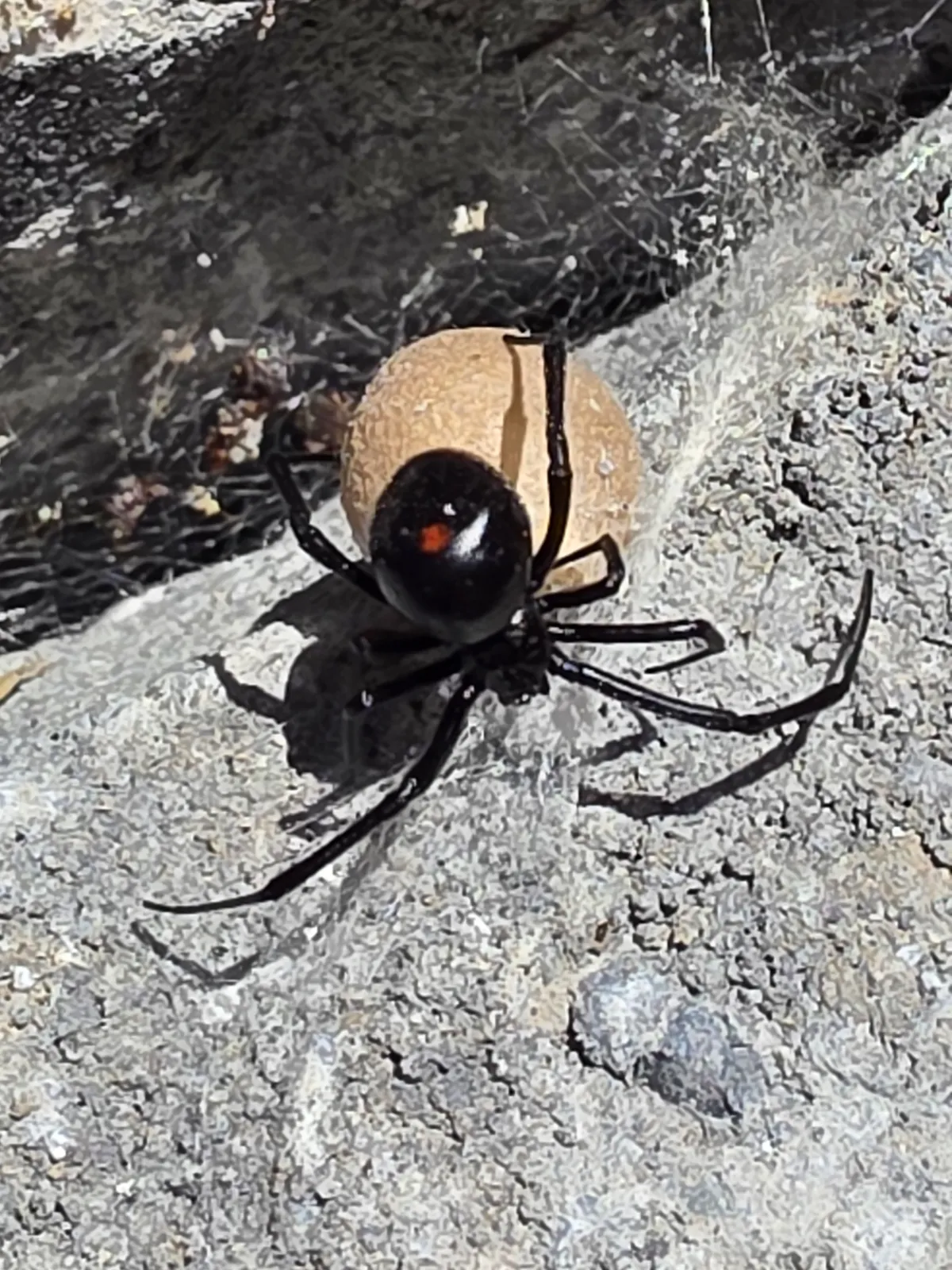 Glossy black northern black widow on gray stone in front of a round tan egg sac, with a small red spot on the top of its abdomen
