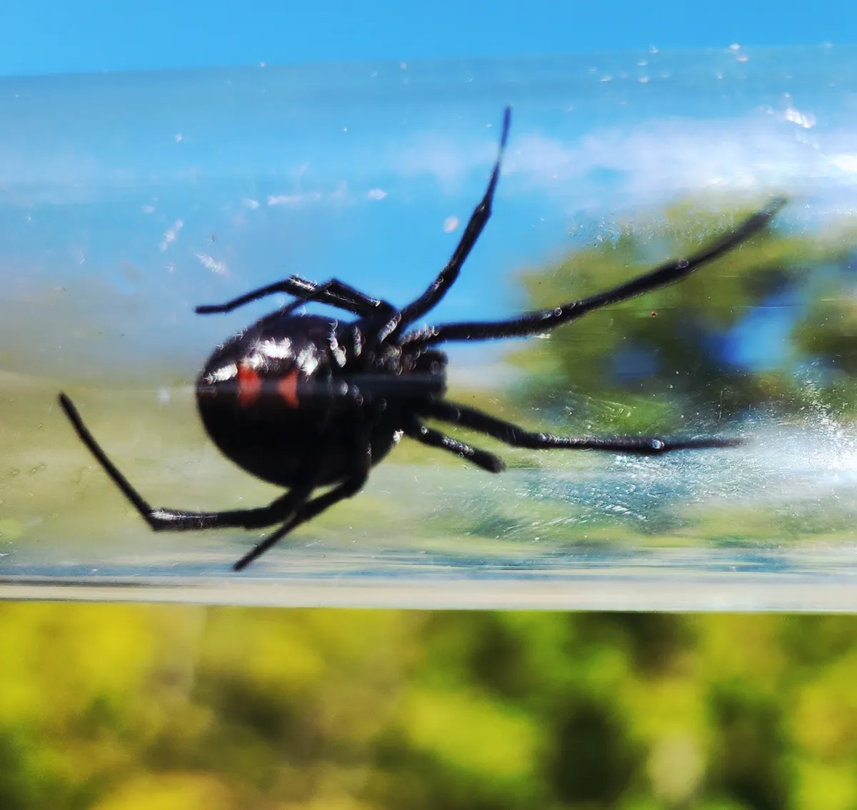 Northern black widow seen through clear plastic, a black spider with two separate red marks on its round abdomen
