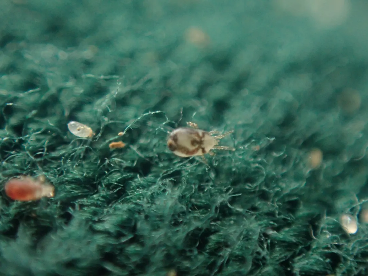 Tiny oval mites on green fabric, greatly magnified: one pale with dark markings and visible legs, one reddish, and several clear specks