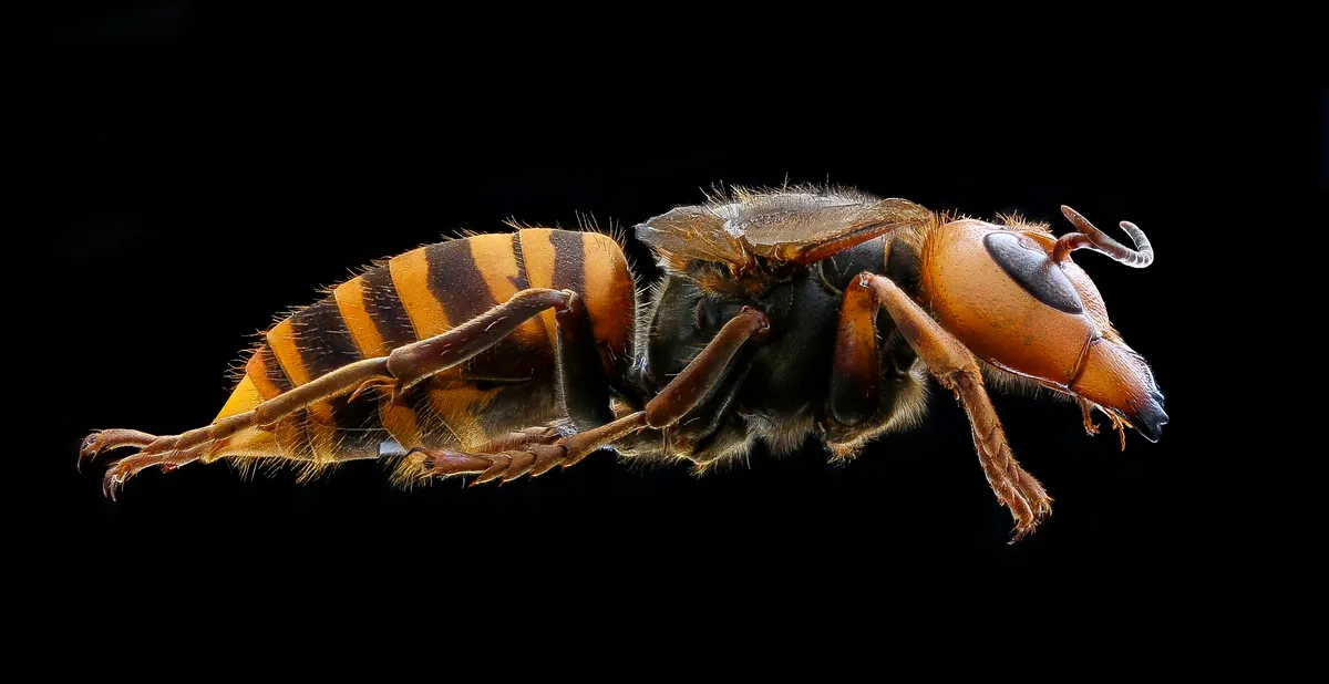 Side view of a large hornet specimen on a black background, with an orange-yellow head, a dark hairy thorax and an abdomen banded in yellow and brown