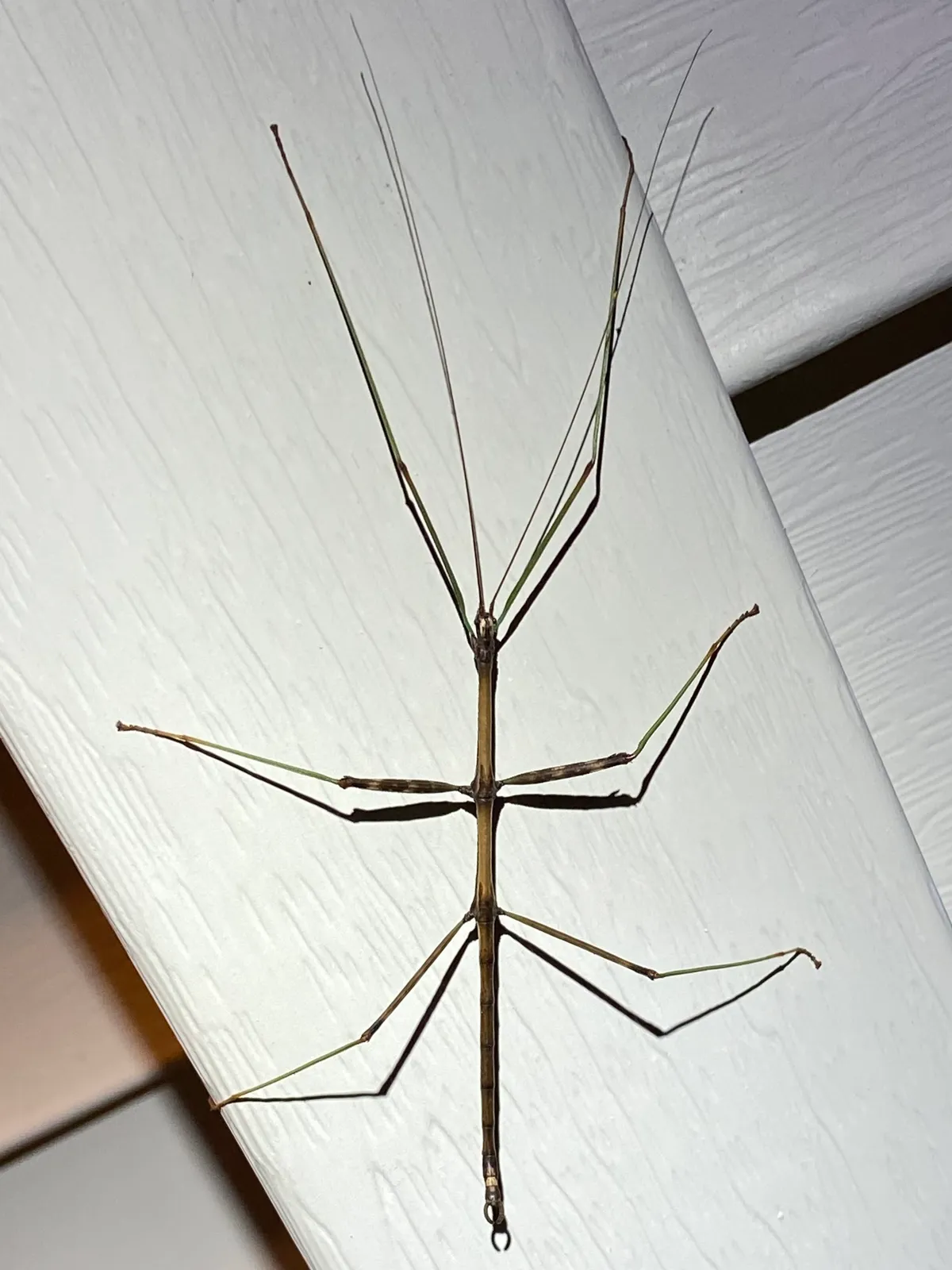 Long, thin brown walkingstick seen from above on white wood-grain trim at night, its six long legs spread wide and its two long antennae laid forward together