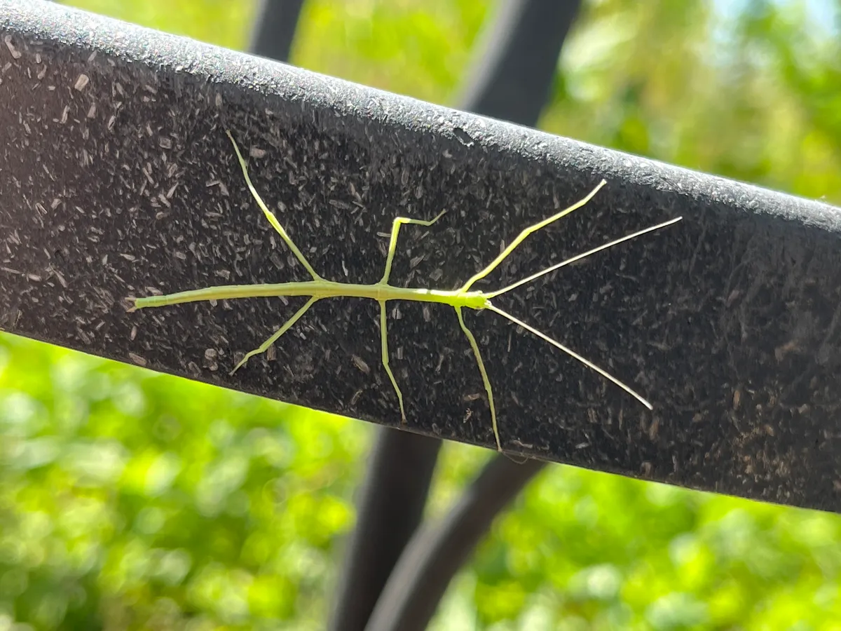 Slender pale-green walkingstick nymph with thin legs and long antennae lying along the flat top of a black metal railing, green garden foliage blurred behind