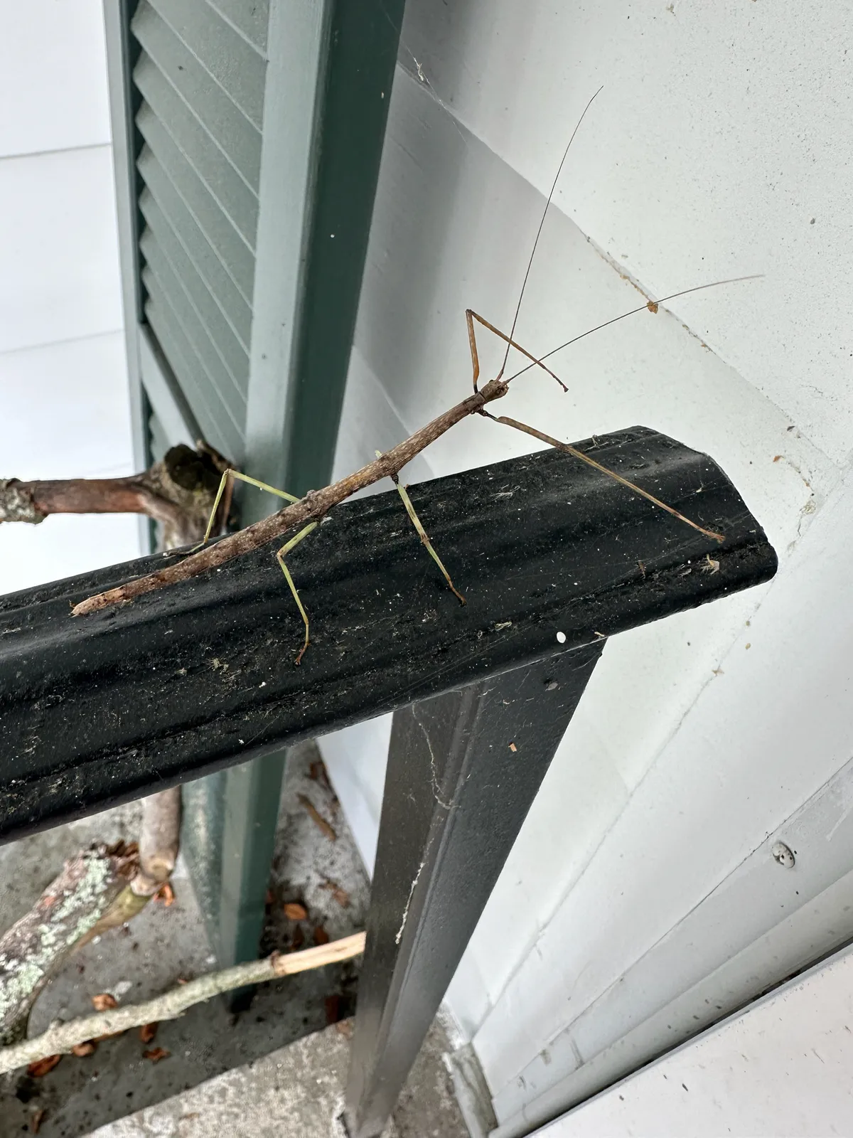 Brown, twig-like northern walkingstick with thin greenish legs and very long antennae standing on a black railing beside white house siding and a green louvered shutter