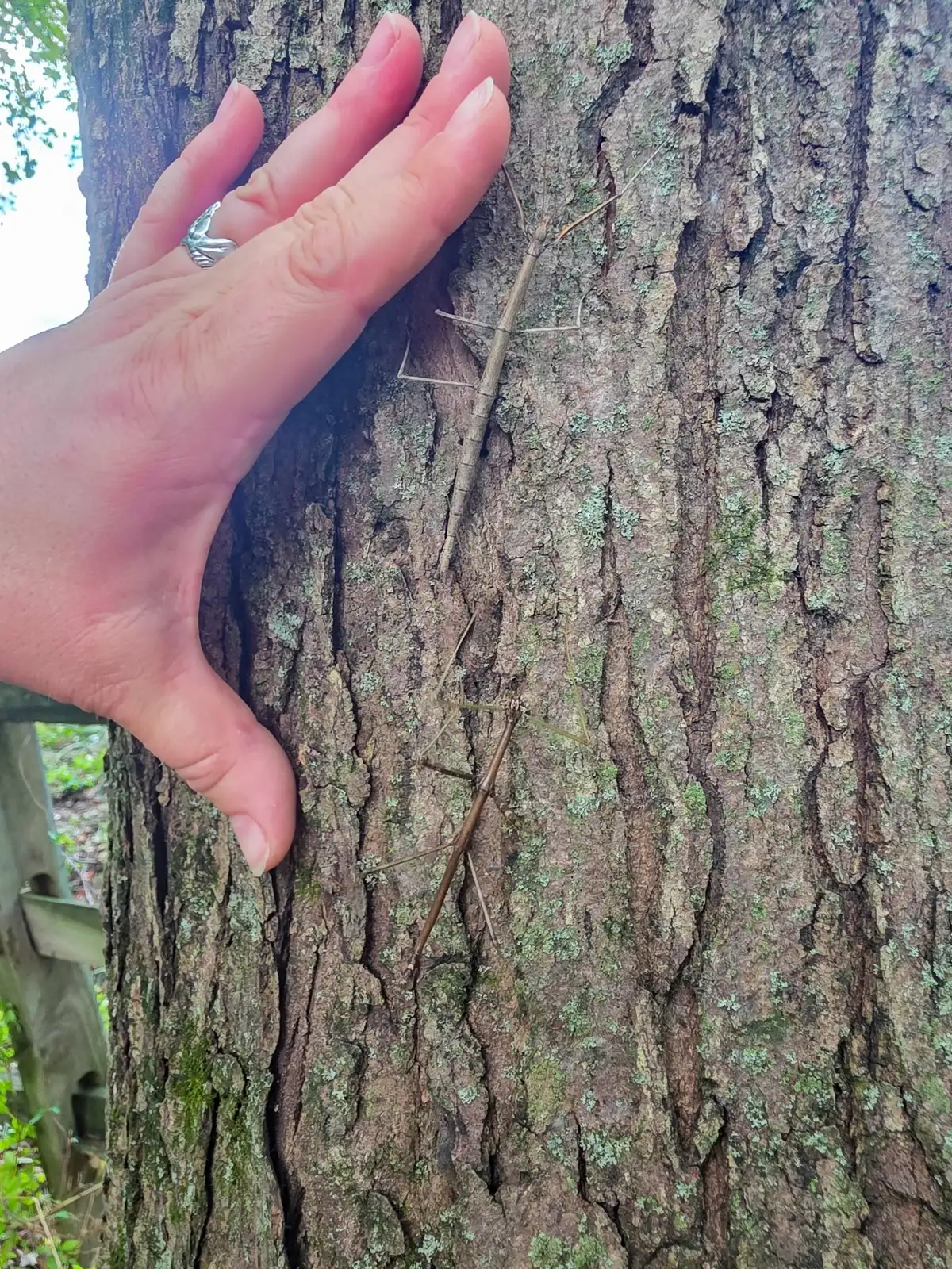 Two thin, gray-brown walkingsticks lined up along the furrowed, lichen-spotted bark of a tree trunk, with a person's hand resting on the bark beside them