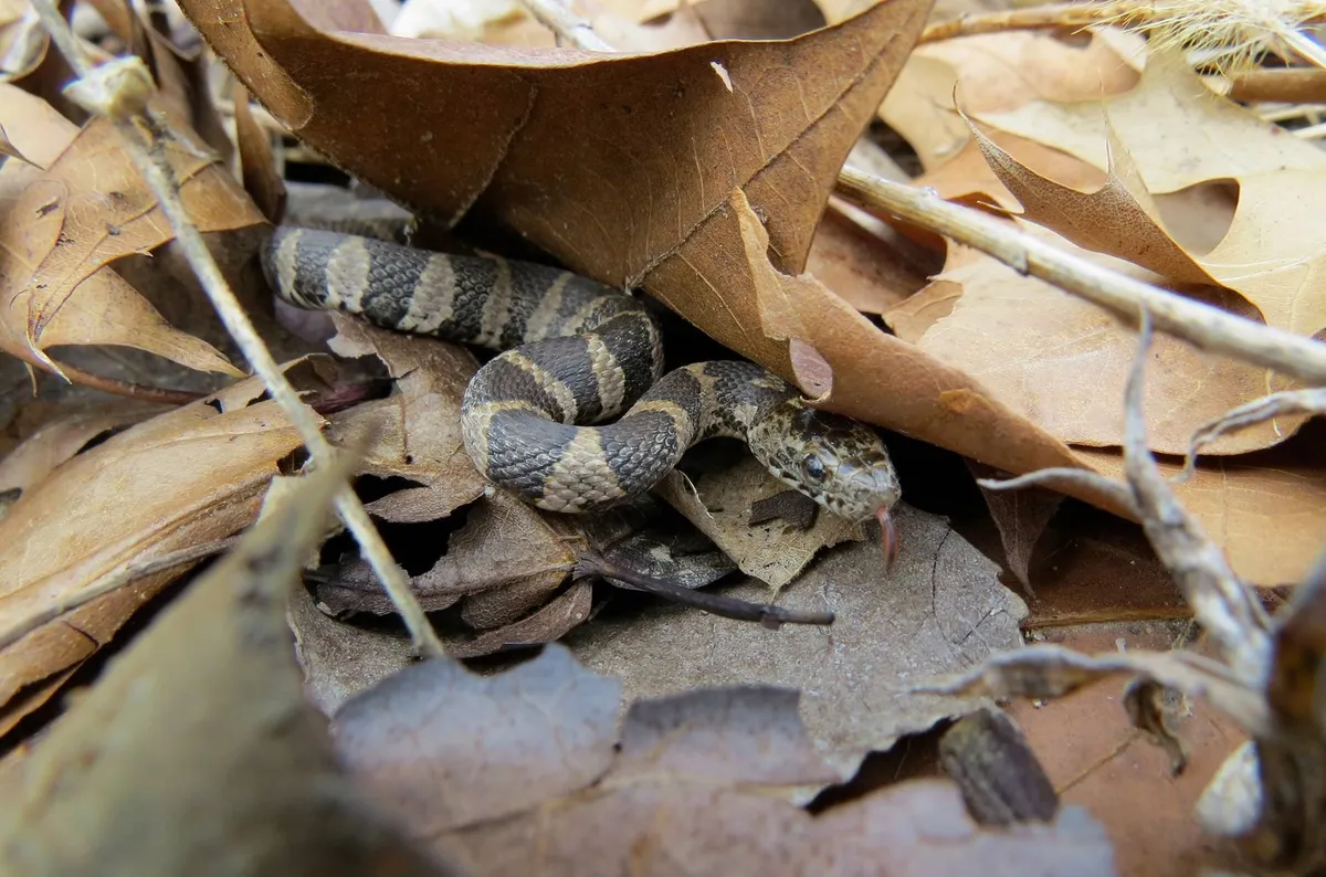 Northern water snake partly hidden under dry brown leaves, its body banded dark gray and pale gray-tan, head raised with its tongue out