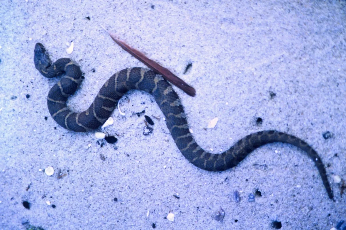 Young northern water snake lying in an S-curve on pale sand beside a dry leaf, dark crossbands along its body, in an old photo tinted blue