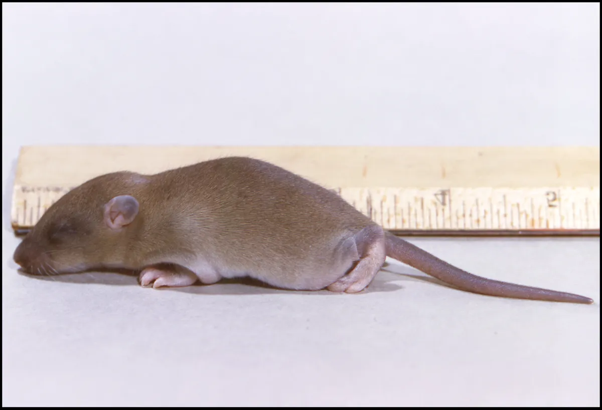 Brown, furred young rat lying on its belly beside a wooden ruler on a white background, seen from the left side, its eyes closed and its long thin tail stretched out behind it