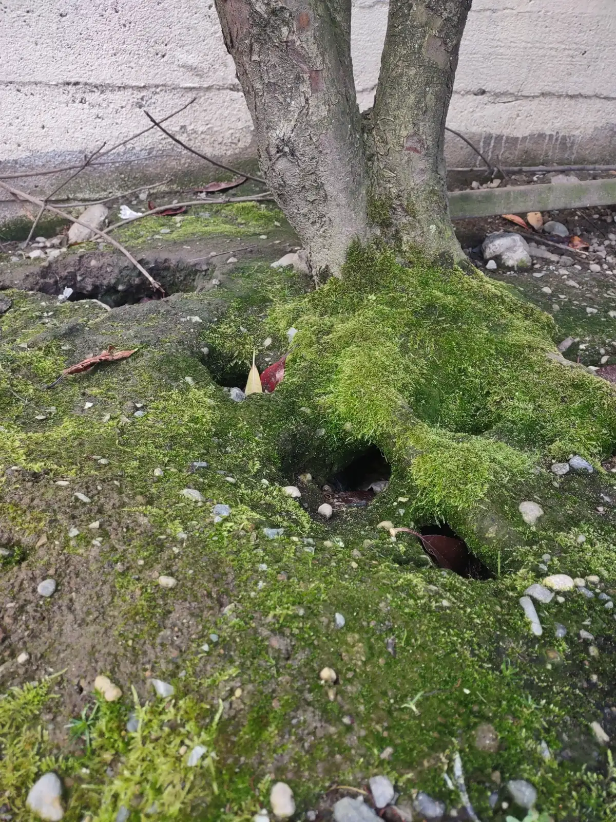 Several burrow openings in mossy soil around the base of a small street tree, a few feet from a building's concrete wall