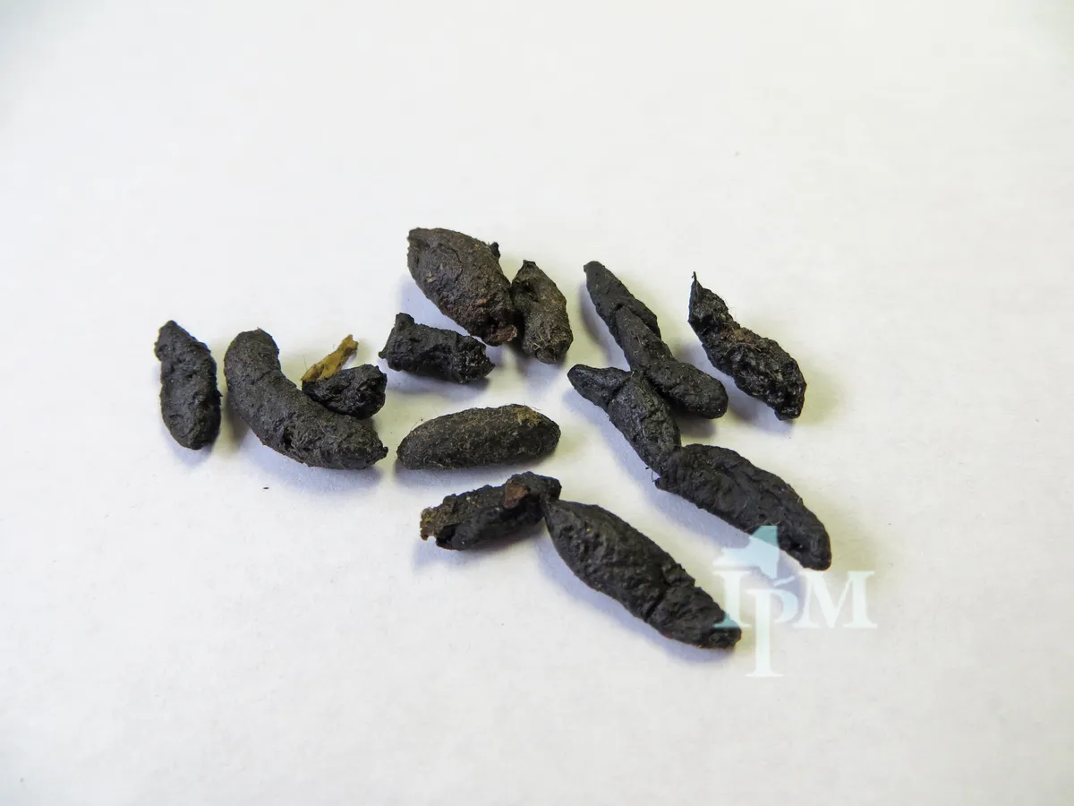 A dozen dark Norway rat droppings with blunt ends on a white background