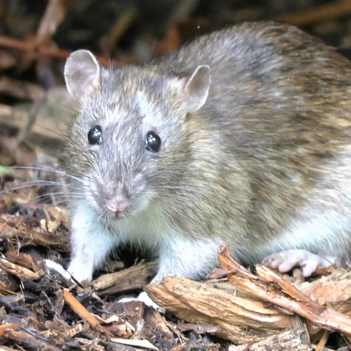 Close-up of a Norway rat facing the camera among wood chips, showing its blunt pink nose, dark eyes, small rounded ears and coarse gray-brown fur with a white chest