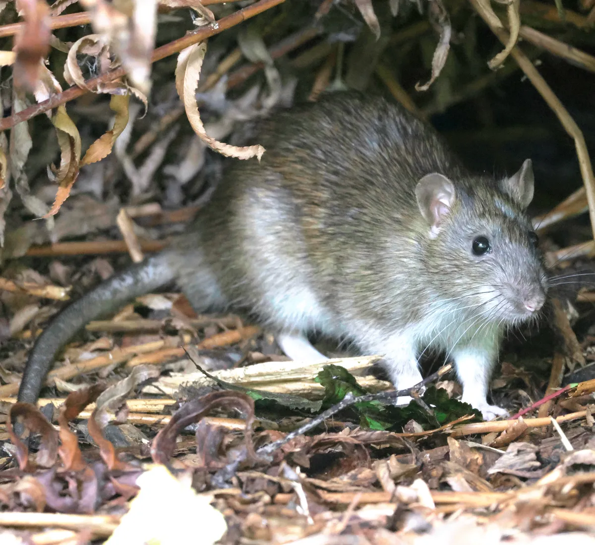Brown-gray Norway rat with a pale belly, rounded pink ears, a blunt snout and a thick dark tail, standing among dry leaves and twigs