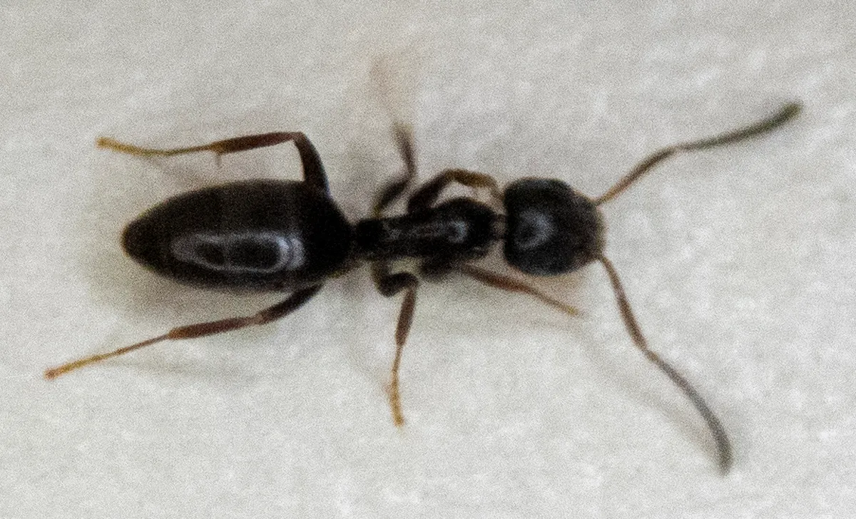 One dark brown to black ant with long legs and long antennae, seen from above on a pale kitchen countertop