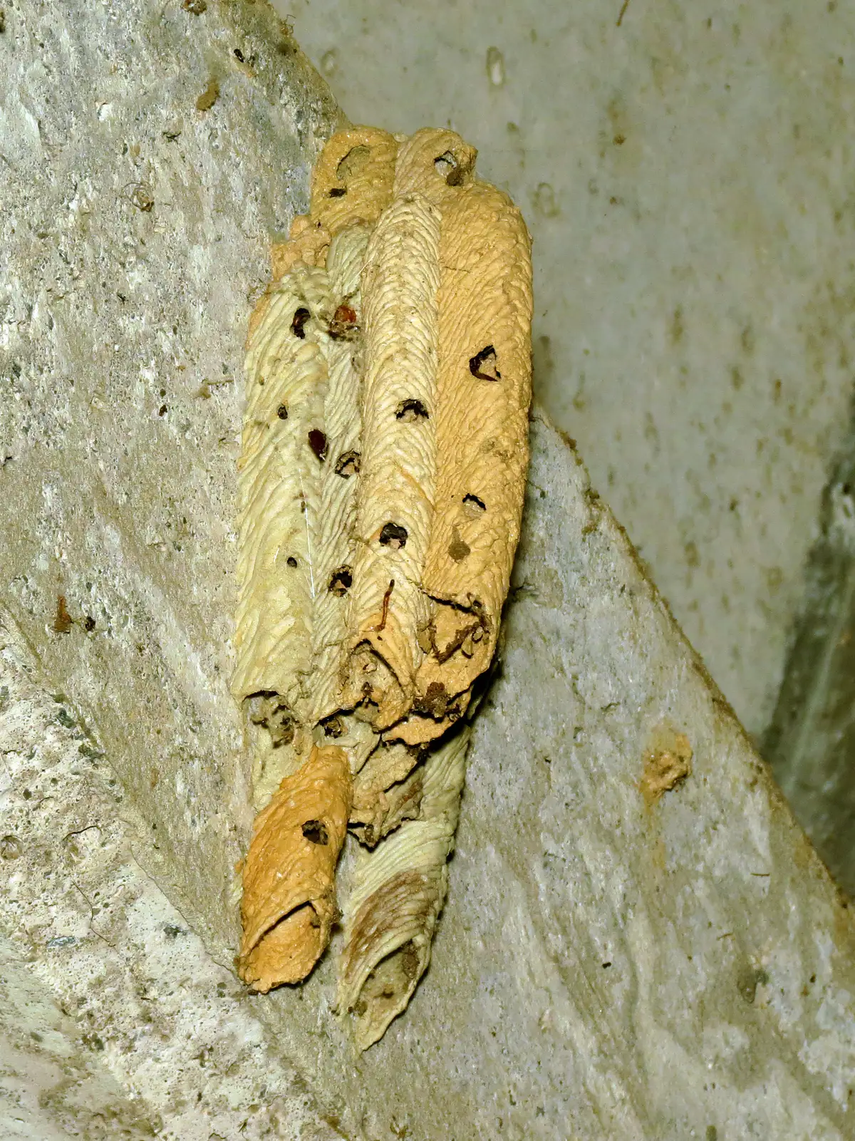 Several ridged tan and cream mud tubes lying side by side on a gray surface, some of them pierced by small dark holes