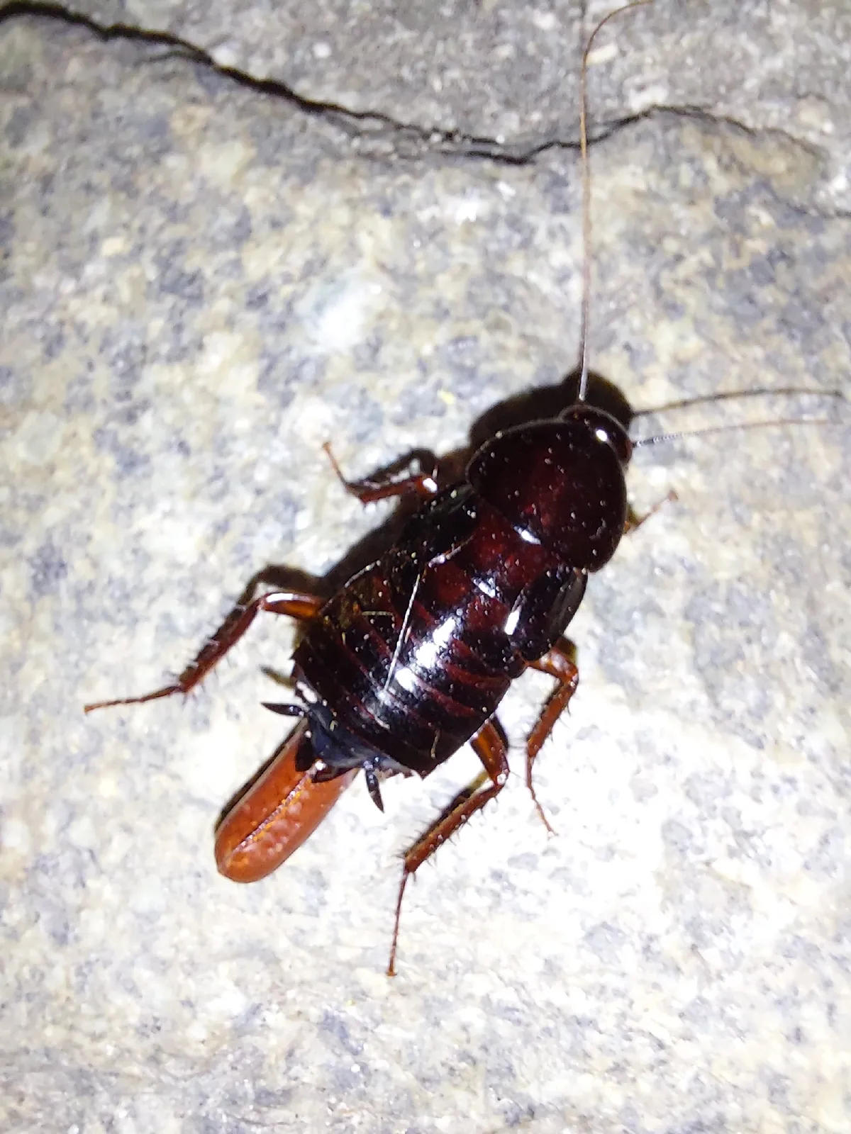 Glossy, dark reddish-black female Oriental cockroach with short wings on rough stone, a reddish-brown egg case sticking out from the tip of her abdomen
