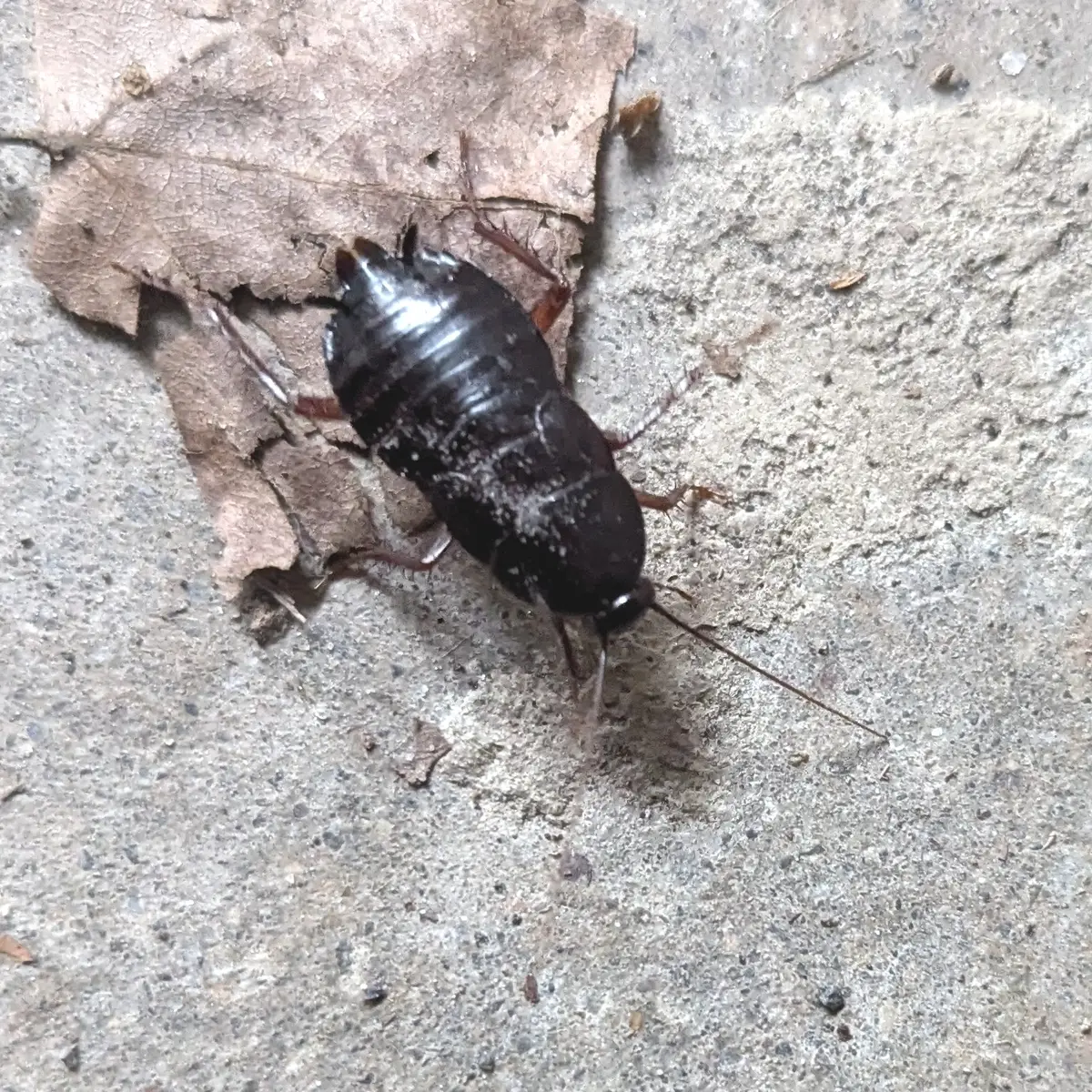Shiny black Oriental cockroach with short wing pads, dusted with grit, on a gray concrete floor beside a dry leaf