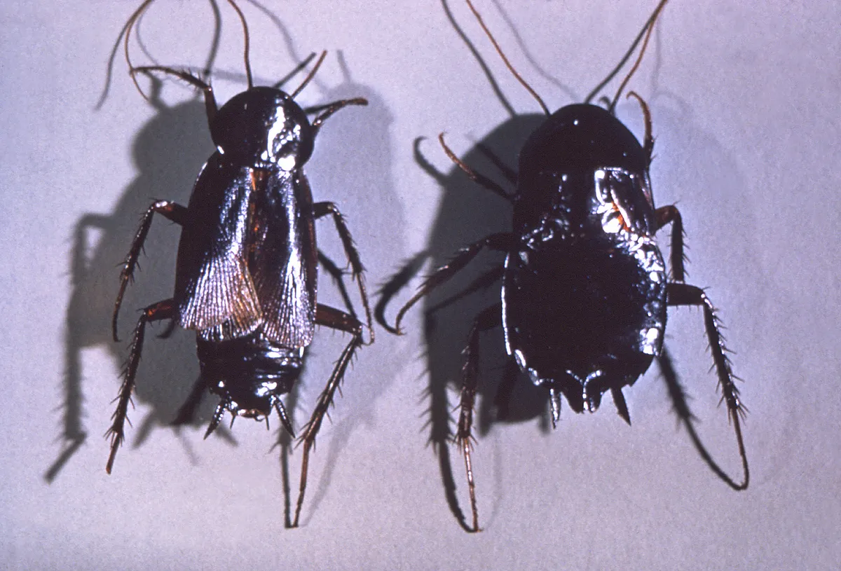 Male and female Oriental cockroaches side by side, seen from above