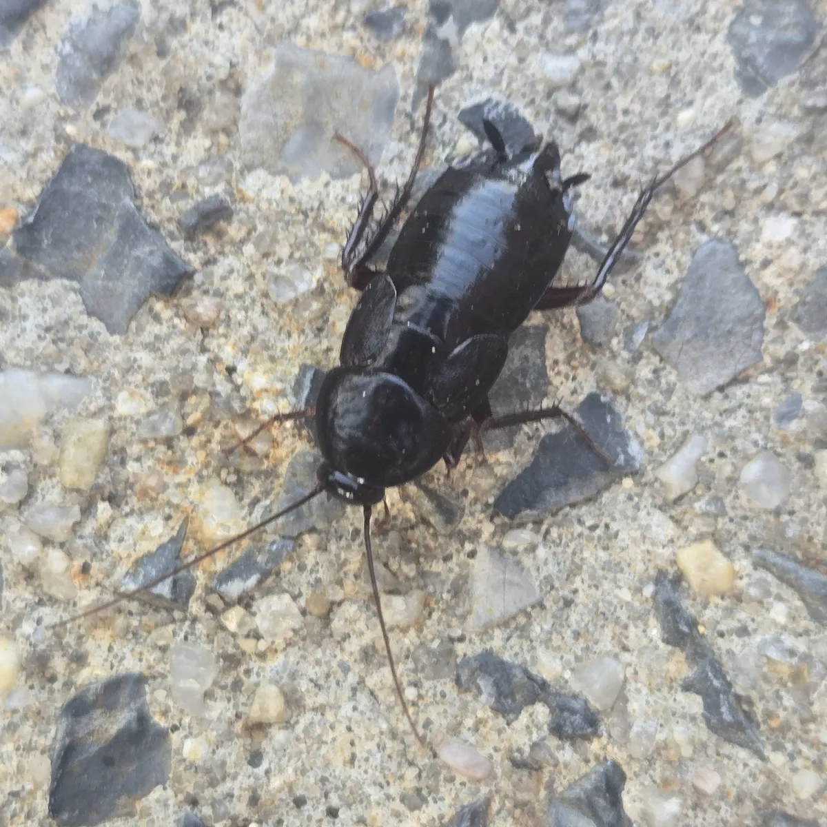 Glossy, nearly black Oriental cockroach on a gritty concrete surface, seen from above, with very short wings and long antennae