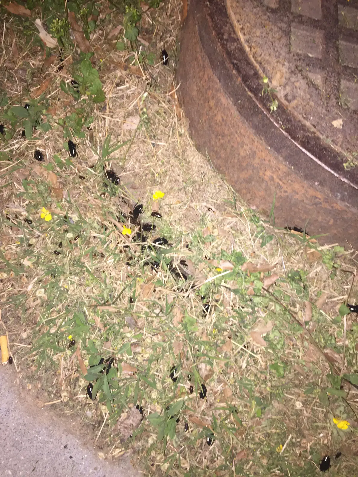 Dozens of shiny black cockroaches scattered in grass and leaf litter at night around the rusty rim of a sewer manhole cover