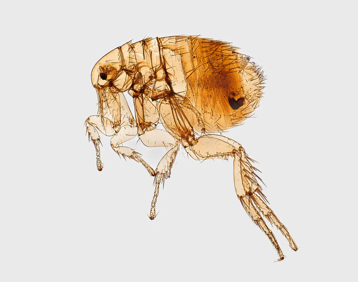 Magnified side view of a female oriental rat flea: an amber, bristly body, a small rounded head with no dark combs of spines, and long, spiny hind legs