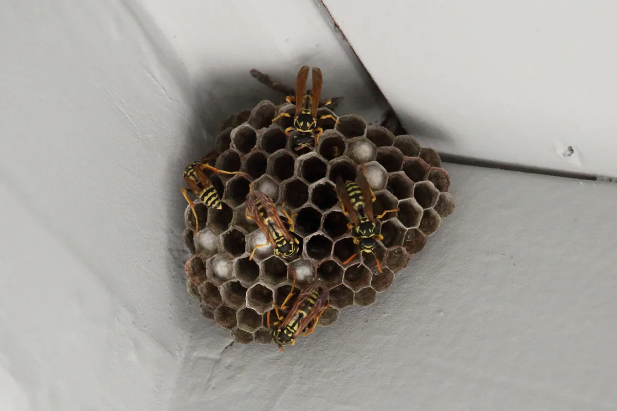 Five black and yellow paper wasps on a round, dark gray comb of open hexagonal cells, a few capped white, in the corner where a white wall meets the underside of a roof overhang