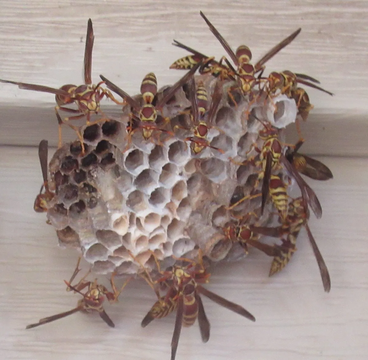 About a dozen brown and yellow paper wasps with long dangling legs on a gray paper comb of open and white-capped cells, attached to white lap siding