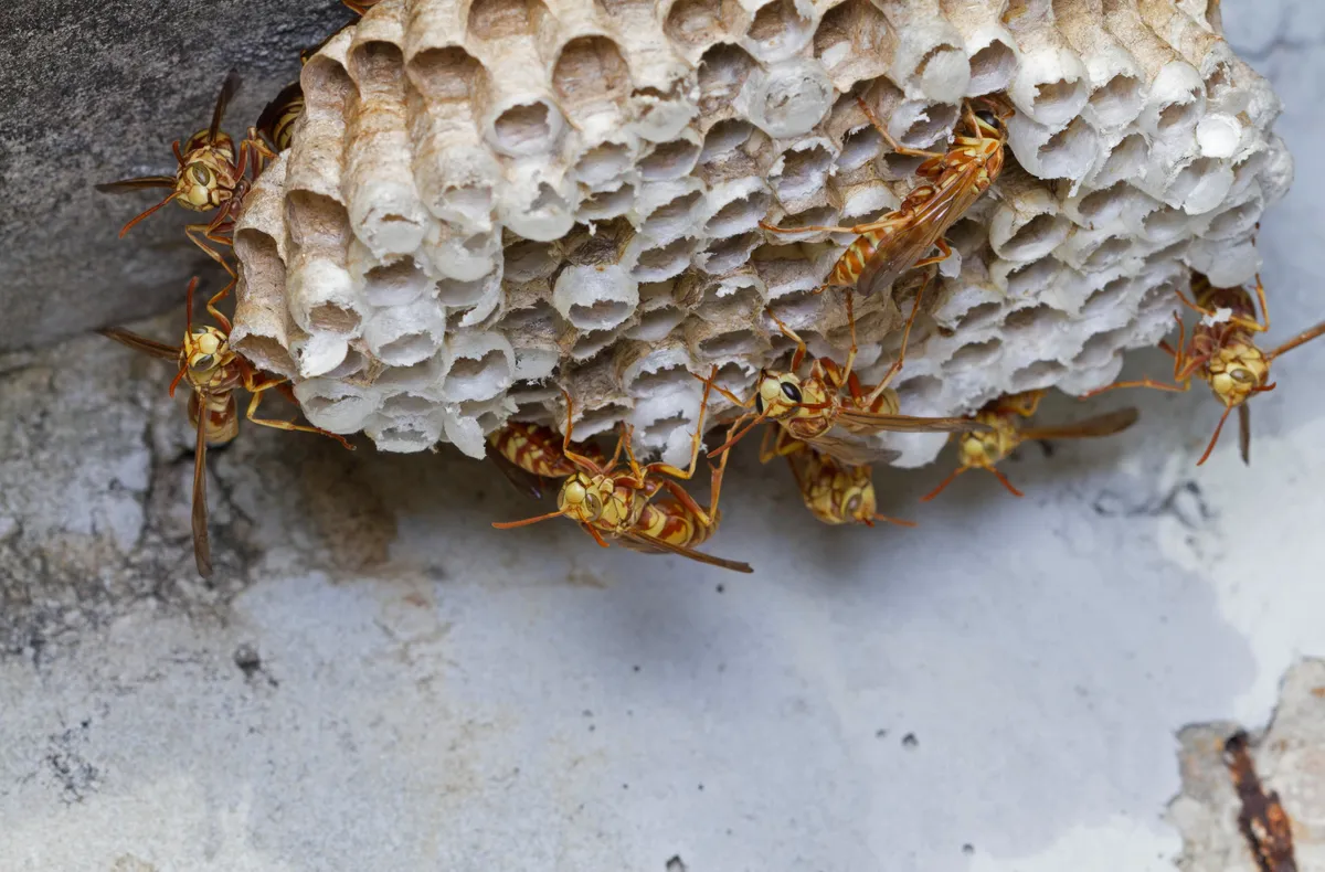 Reddish brown and yellow paper wasps crawling over a pale gray comb of open, six-sided paper cells, some capped white, attached to a gray surface