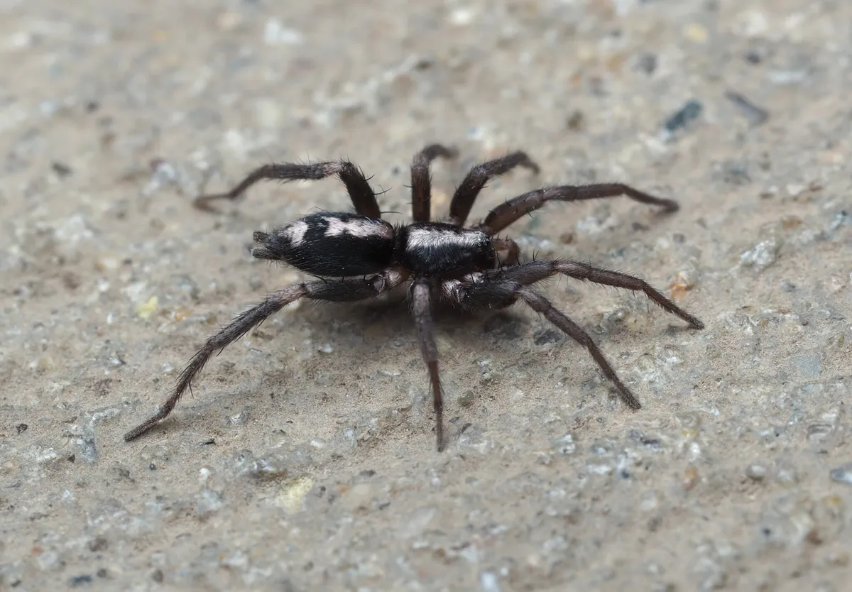 Dark eastern parson spider on gray concrete with a white band across its black abdomen and a pale mark on the front of its body