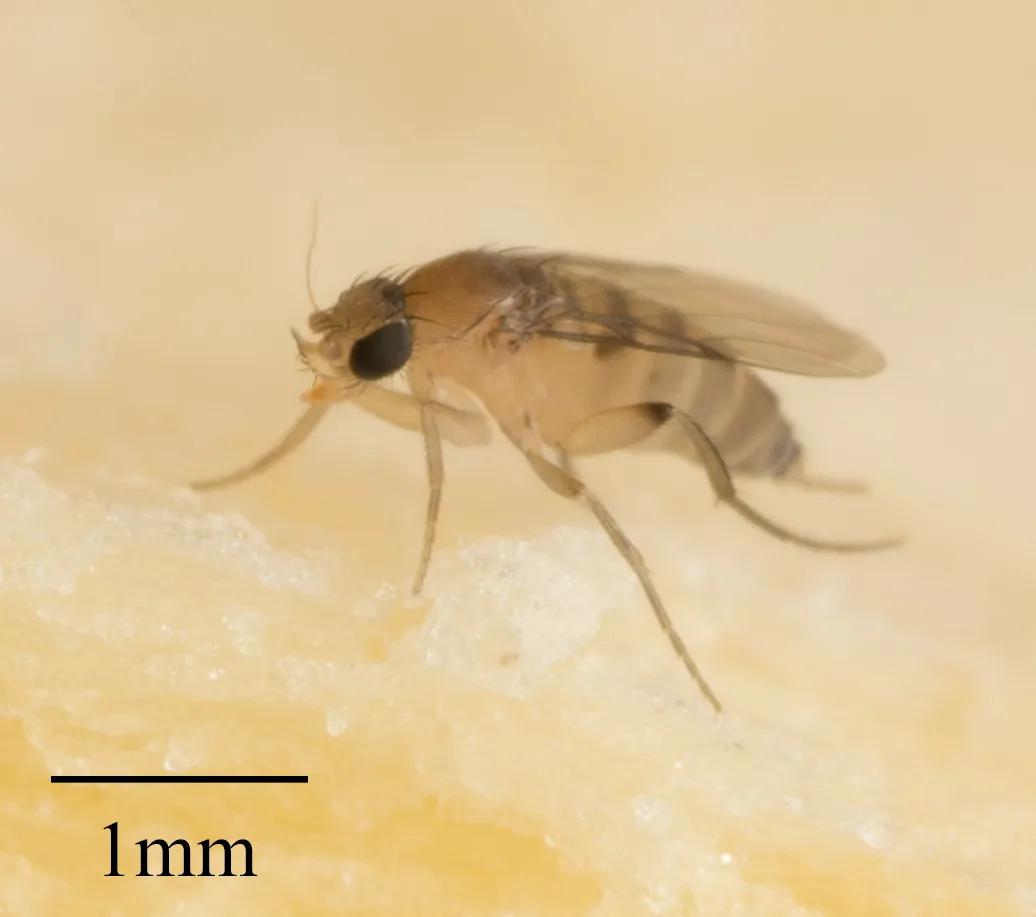 Side view of a small tan phorid fly with a humped back and clear wings, standing on fruit beside a 1 mm scale bar