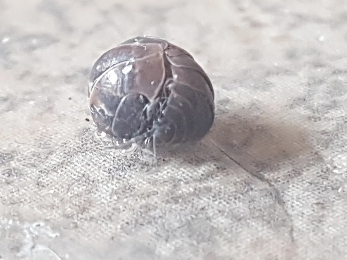 A dark gray pill bug curled into a tight ball on a pale, speckled kitchen floor, with drops of water on its shell