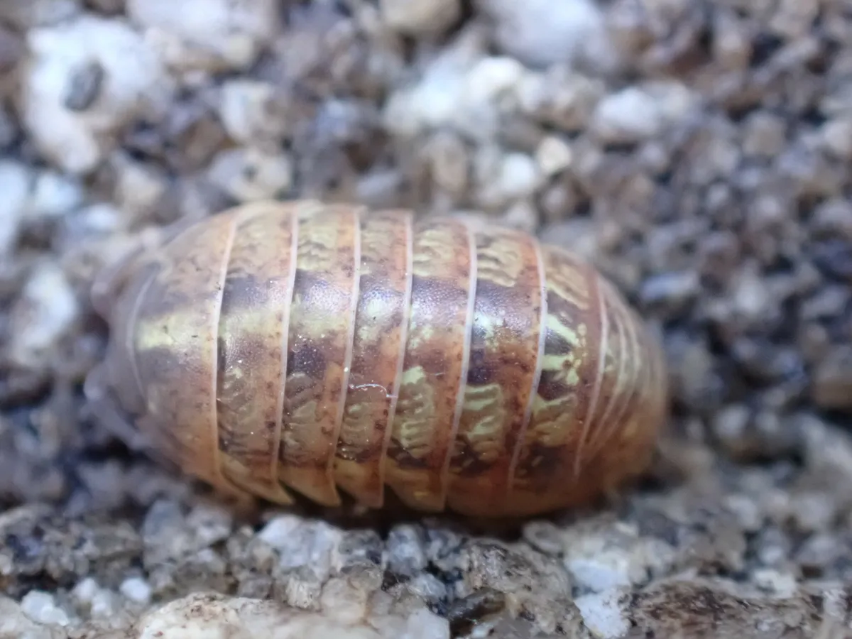 Pill bug seen from above on gravel, its oval, segmented brown body rounded on top and mottled with pale yellow