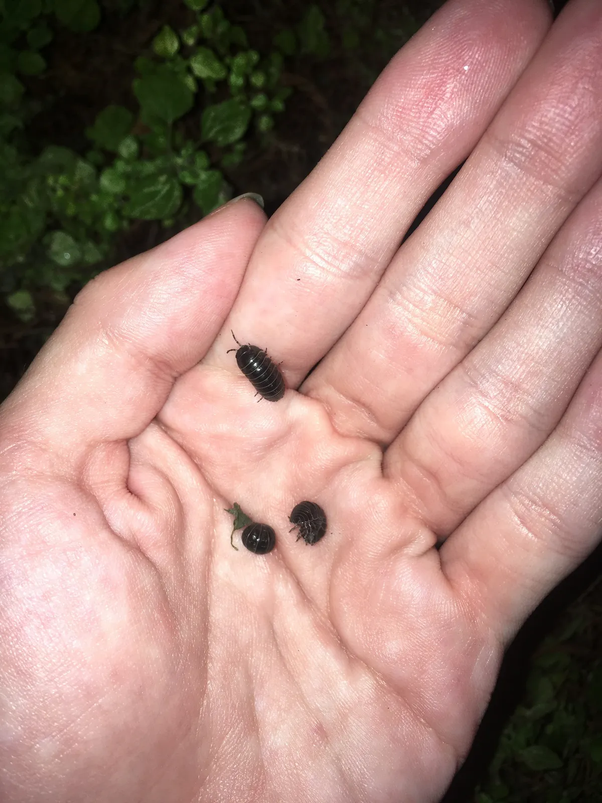 Three small, dark gray pill bugs on an open palm at night, one curled into a ball, one partly curled and one walking, with leafy plants behind