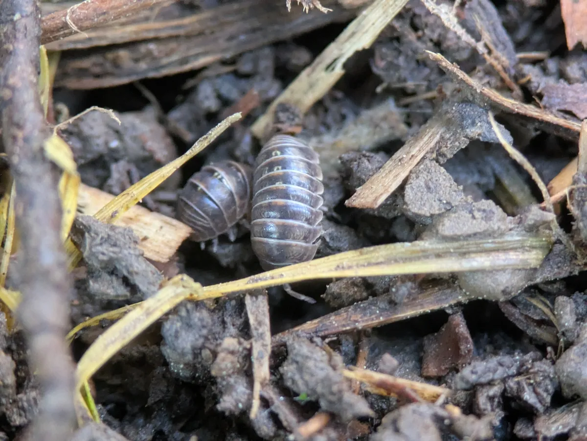 Two gray, segmented pill bugs in dark soil among wood chips and dry grass blades, where a flowerpot had stood