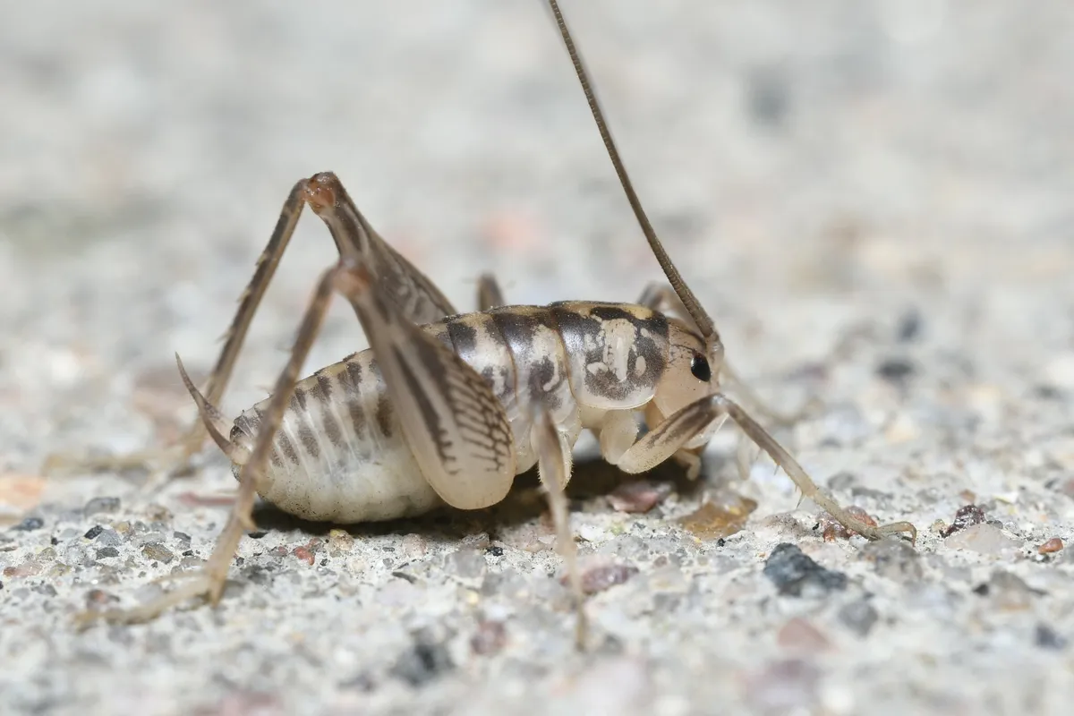 Pale cream camel cricket with dark brown bands, an arched back and long, patterned hind legs standing on a gritty pale surface, one antenna rising out of the frame