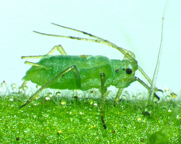 Magnified side view of a green potato aphid with long legs and antennae on a hairy leaf