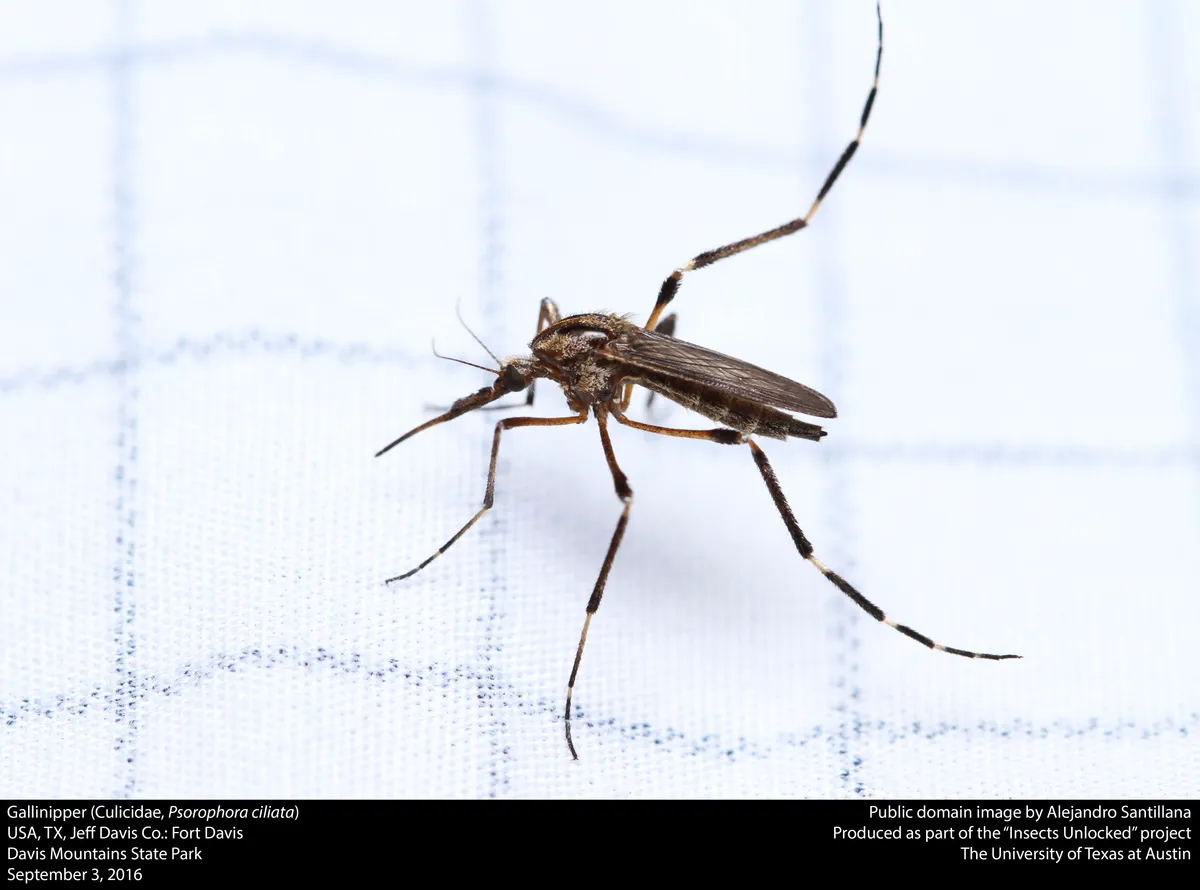 A gallinipper, a large dark mosquito with long banded legs, resting on a white cloth with a faint blue grid