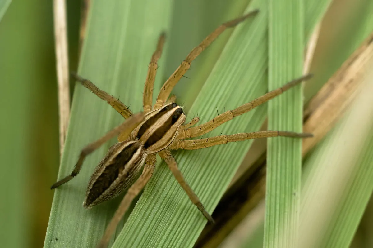 Rabid wolf spider seen from above on green grass blades, a tan spider with dark brown stripes on its front body section, a dark band down its abdomen and long, spiny legs