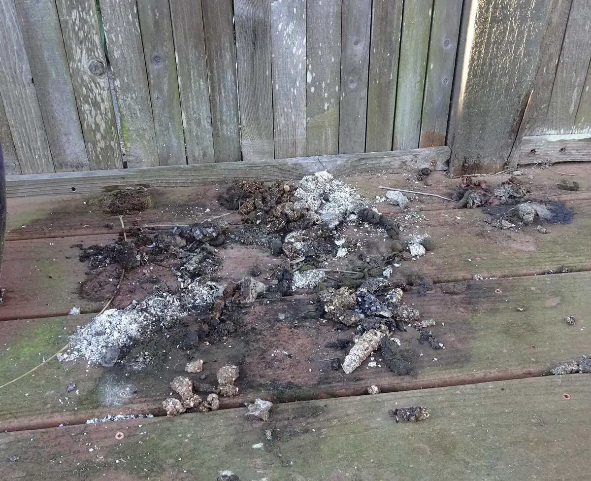 Spread of dark droppings of different ages on a weathered backyard deck in front of a wooden fence, some broken down and pale