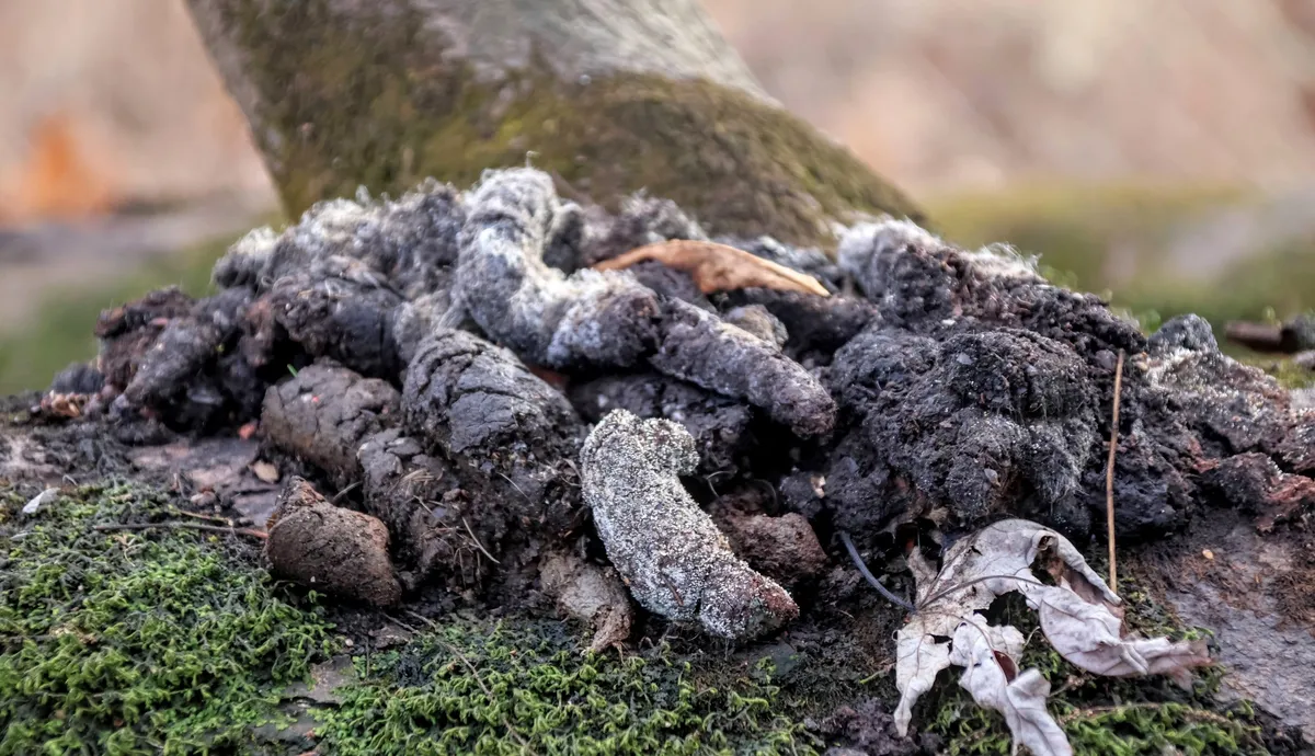 Low, close view of a heap of dark tubular droppings, some furred white with mold, piled on a mossy felled tree