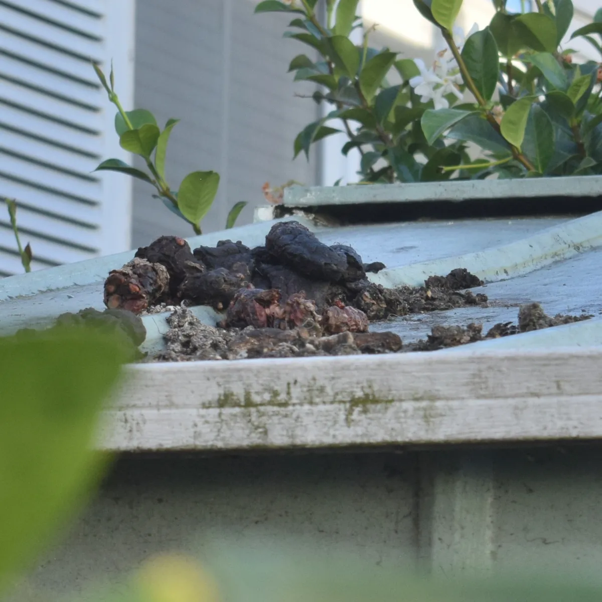 Heap of dark droppings, some full of reddish fruit skins and seeds, on the roof of a backyard shed beside a house