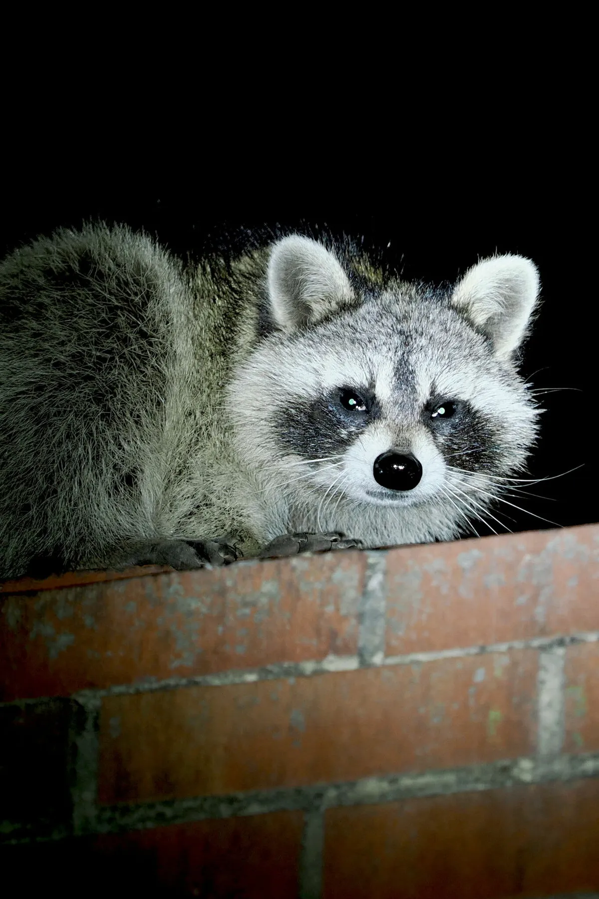 Gray raccoon with a black mask peering over the brick top of a house chimney at night, lit by a camera flash