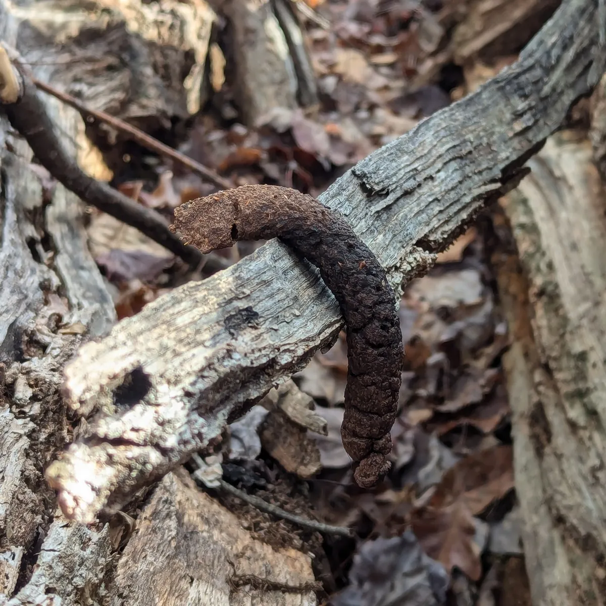 One long, dark brown, segmented dropping with blunt ends draped over a fallen branch above leaf litter in a wood