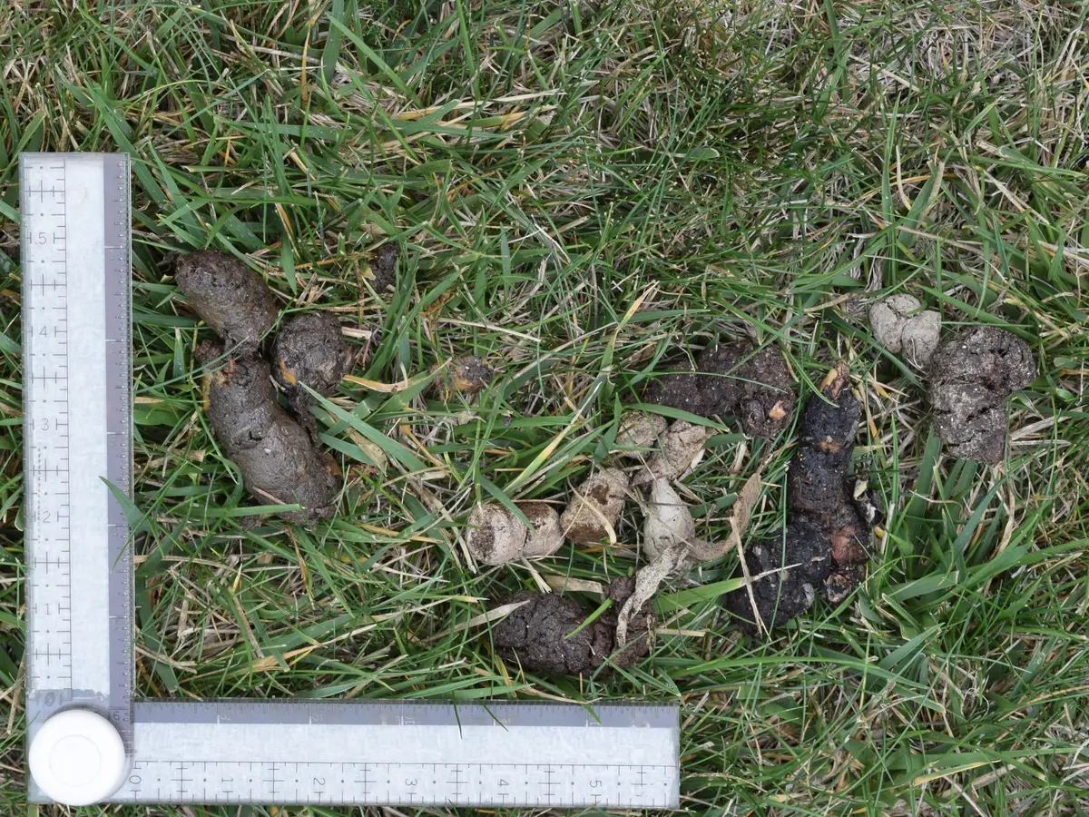 Dark, tubular droppings from several deposits on a lawn beside an L-shaped ruler, identified by the observer as raccoon scat