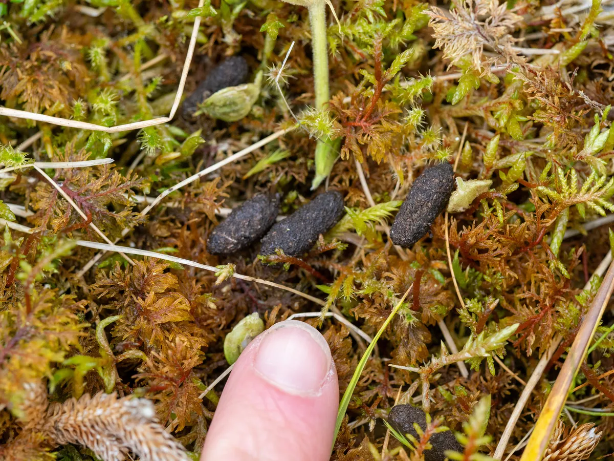 Several dark, oblong droppings with rounded ends lying on green and rust-colored moss, with a person's thumb at the bottom of the frame for size