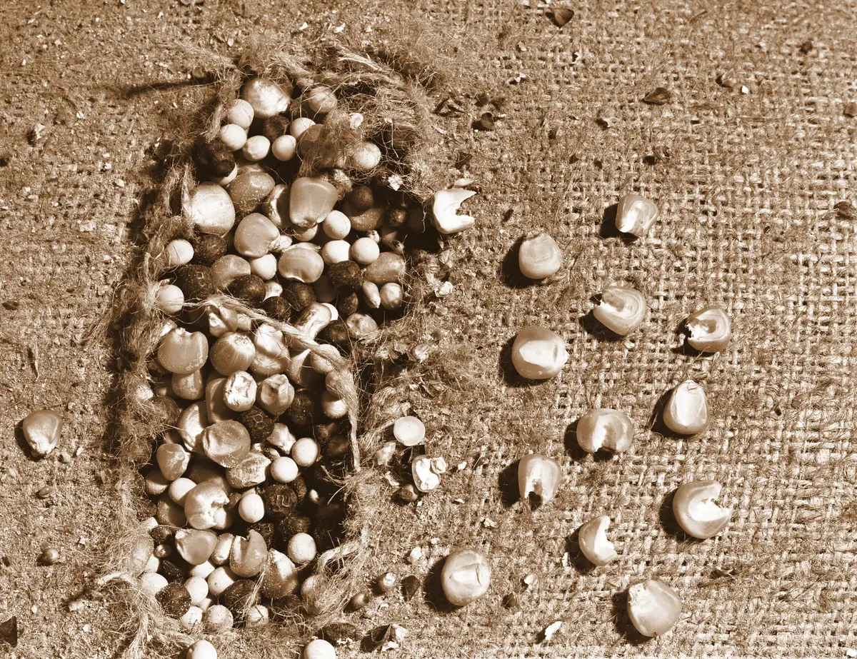 Sepia close-up of a burlap sack with a ragged hole gnawed in it, corn kernels and other seeds spilling out onto the cloth