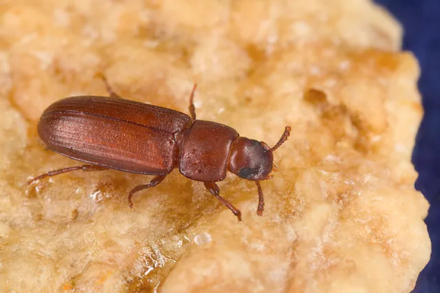 Reddish-brown red flour beetle with a long, smooth body and short antennae on a crumbly piece of pale food