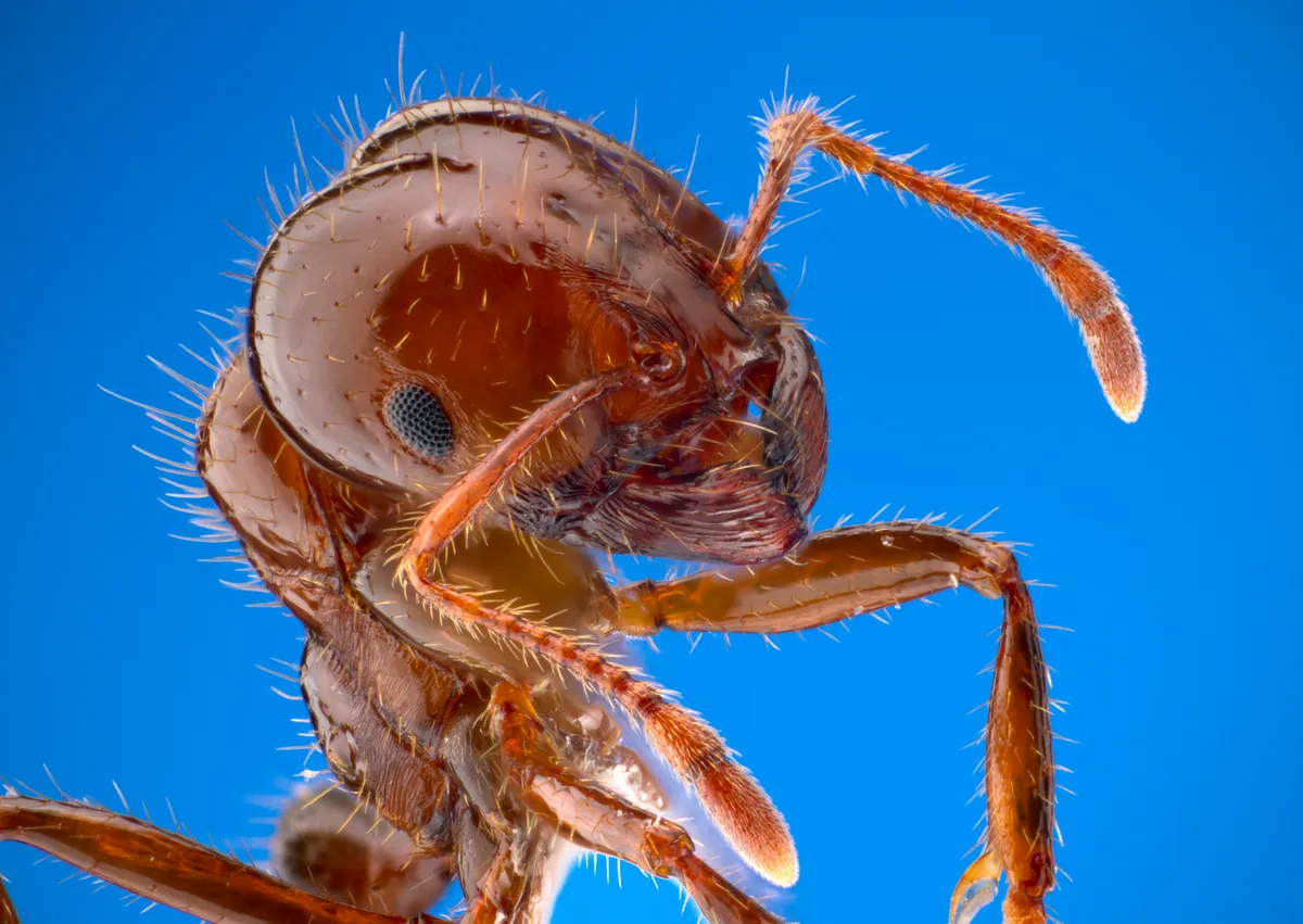 Extreme close-up of a reddish-brown ant's head and front legs against a bright blue background, with a dark compound eye, bent antennae and stiff hairs