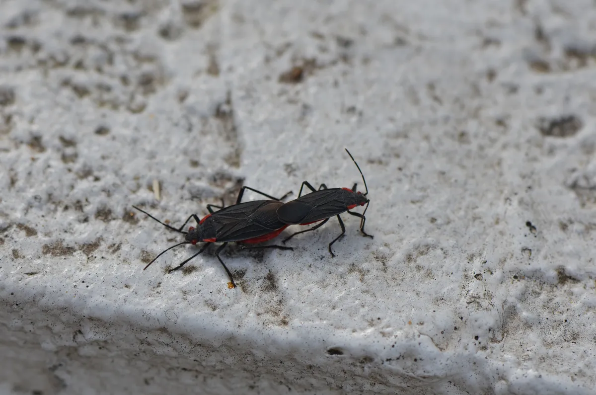 Mating pair of black red-shouldered bugs with red eyes and thin red body edges, joined end to end on rough white concrete