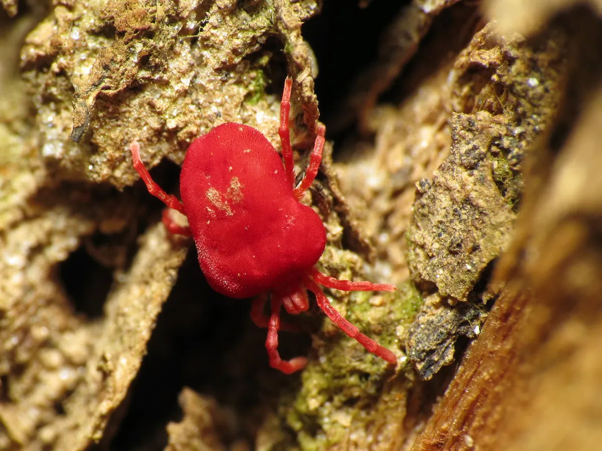 Plump, bright red velvet mite with a velvety body and red legs climbing over rough gray-green bark